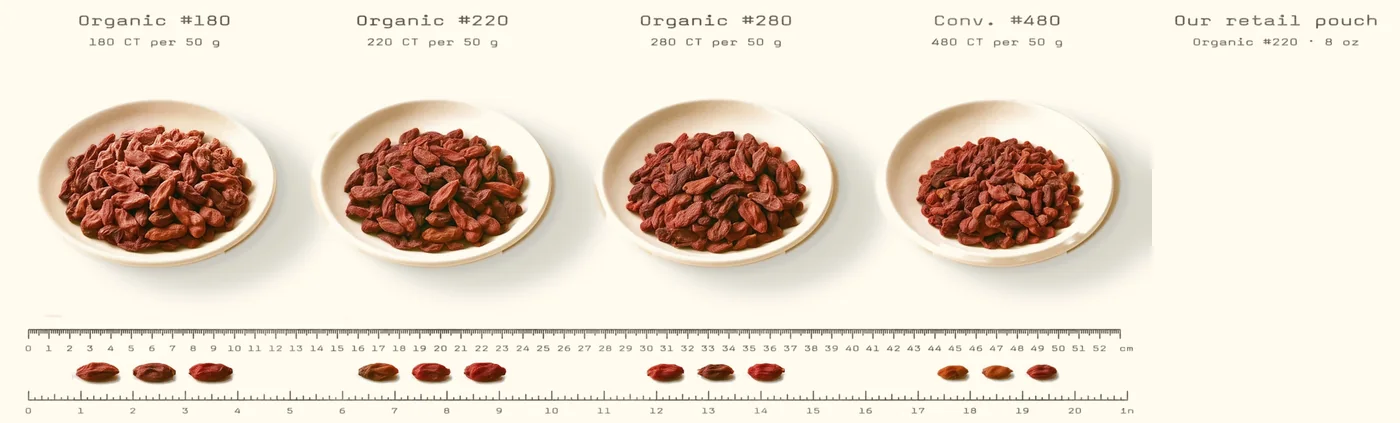 Organic #180, #220 and #280 and conventional #480 dried goji berries in four dishes, with five berries of each grade in front of a ruler